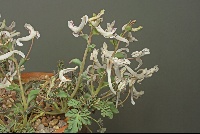 Corydalis afghanica